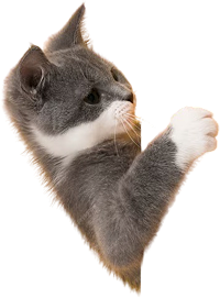 conmeoform