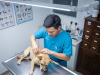 Bệnh Thú Cưng: Hướng Dẫn Toàn Diện Về Dấu Hiệu, Nguyên Nhân và Phòng Ngừa