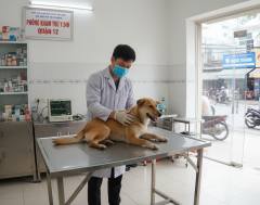 Thú y 24h Quận 12: Cấp cứu thú cưng & Dịch vụ tận tâm - Đặt lịch ngay!