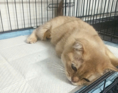 Lợi Ích Triệt sản chó mèo Cái