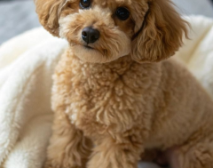 Hồng Phương, chủ nuôi poodle