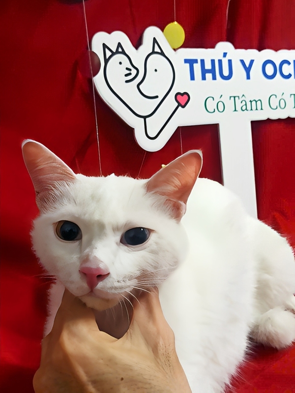 Cách Phòng Ngừa Bệnh Cho Thú Cưng