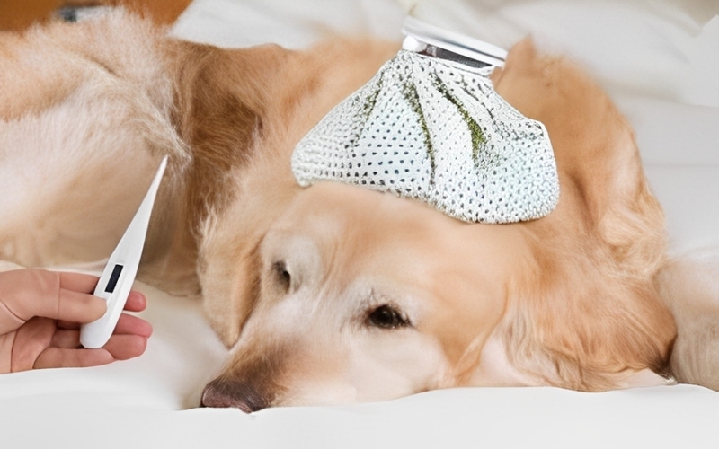 Tại Sao Mùa Hè Lại Là Thời Điểm Nguy Hiểm Hiểu Rõ Nguyên Nhân Gây Ra Các Dịch Bệnh Mùa Hè