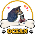 <h5 class="tenchudao">Phòng khám thú y Phòng Khám Thú Y OCEAN</h5>